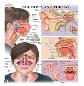 Anatomical Chart - Ear, Nose & Throat
