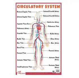 Circulatory System Study Guide [Wall chart]