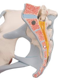 Female Pelvis Model with Ligaments (3 part) [Pack of 1]