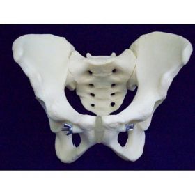 Articulated Male Pelvis Model (4 parts) [Pack of 1]