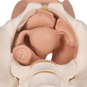 Female Pelvis Skeleton with Genital Organs (3 part) [Pack of 1]
