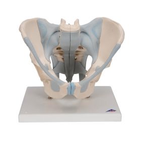 Male Pelvis Model with Ligaments (2 part) [Pack of 1]
