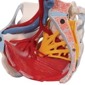 Female Pelvis Model with Ligaments, Vessels, Nerves and Organs [Pack of 1]