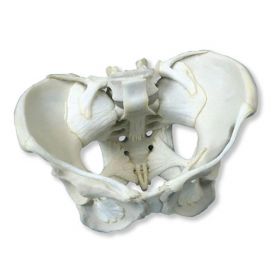 Pelvis Model with Ligaments [Pack of 1]