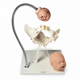Pelvis Model with Foetal Heads on Stand [Pack of 1]