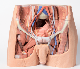 Male Pelvis 3D Printed Anatomy Model [Pack of 1]