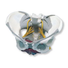 Pelvis Model with Ligaments, Nerves and Pelvic Floor Muscles [Pack of 1]