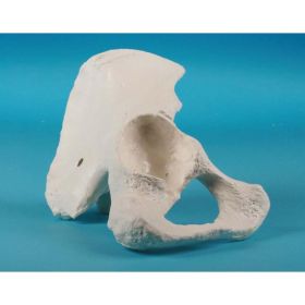 Pelvis Half Bone Model [Pack of 1]