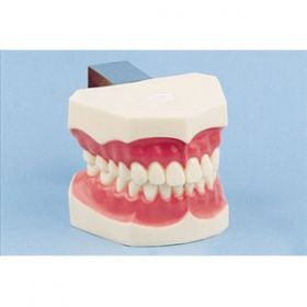 Hager Dental Demonstration Model