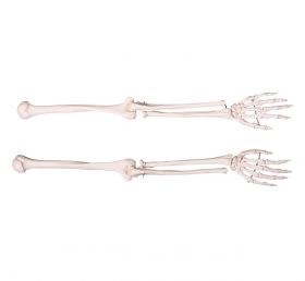 Budget Arm Skeleton Model Pair (Left and Right) [Pack of 1]
