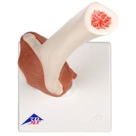 Flexible Anatomical Elbow Model [Pack of 1]