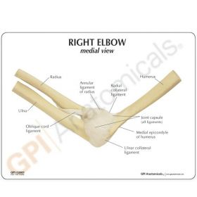 Elbow Joint Anatomy Model [Pack of 1]