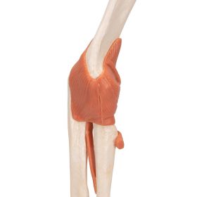 Deluxe Functional Elbow Joint Model [Pack of 1]