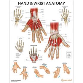 Upper Limb Patient Education Collection [Pack of 1]