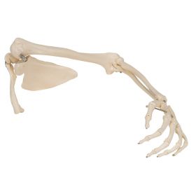 Arm Skeleton Model with Scapula and Clavicle [Pack of 1]