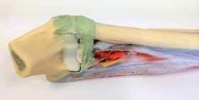 Forearm and Hand 3D Printed Anatomy Model (Deep Dissection) [Pack of 1]