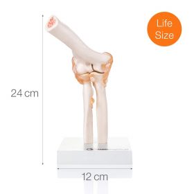 Budget Flexible Elbow Model with Ligaments [Pack of 1]