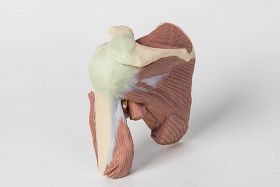 Shoulder 3D Printed Anatomy Model (Muscles, Nerves and Vessels) [Pack of 1]