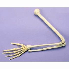 Articulated Arm Skeleton Model [Pack of 1]