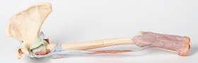 Upper Limb 3D Printed Anatomy Model (Biceps, Bones & Ligaments) [Pack of 1]