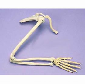 Articulated Arm Skeleton with Shoulder Joint [Pack of 1]