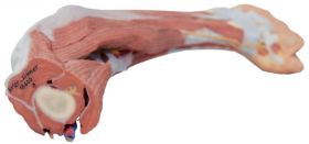 Elbow, Hand and Wrist 3D Printed Anatomy Model [Pack of 1]