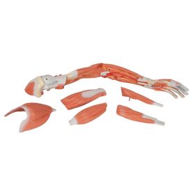 Deluxe Muscle Arm Model (6 part, Life Size) [Pack of 1]