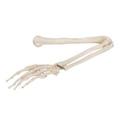 Arm Skeleton Model [Pack of 1]
