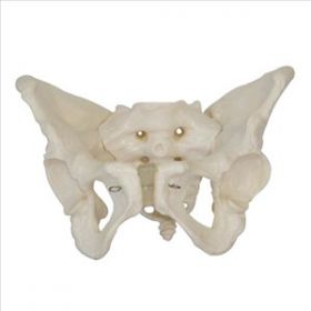 Adult Female Pelvis Anatomical Model