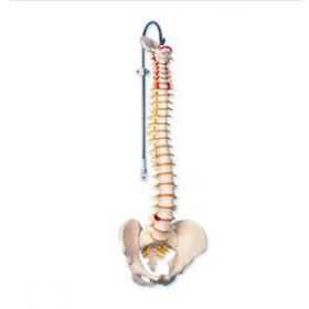 Flexible Spine Educational Aids