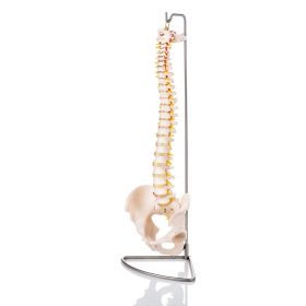 Budget Flexible Spine Model with Pelvis [Pack of 1]