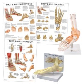 Foot & Ankle Anatomy & Pathology Collection [Pack of 1]