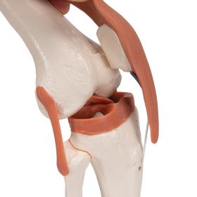 Flexible Anatomical Knee Model [Pack of 1]