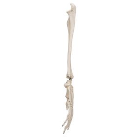 Flexible Hand Model with Forearm [Pack of 1]