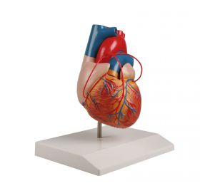 Erler Zimmer Heart Model With Bypass [Pack of 1]