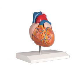 Erler Zimmer Detailed Heart Model 3/4 Life Size Dissectible Into 2 Parts ***G210*** [Pack of 1]