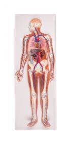Erler Zimmer Circulatory System, Relief Model 1/2 Size [Pack of 1]