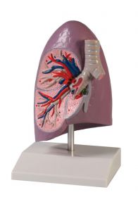 Erler Zimmer Half Lung [Pack of 1]