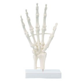 Hand Skeleton Model on Base [Pack of 1]