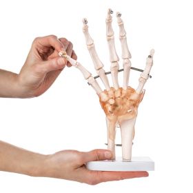Budget Hand and Wrist Model with Ligaments [Pack of 1]