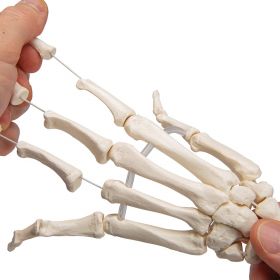 Loose Hand and Forearm Skeleton Model on Elastic [Pack of 1]