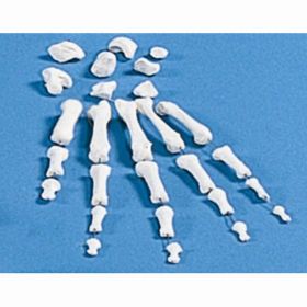 Hand Bones Set [Pack of 1]