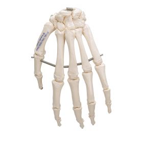 Hand Skeleton Model (wire mounted) [Pack of 1]
