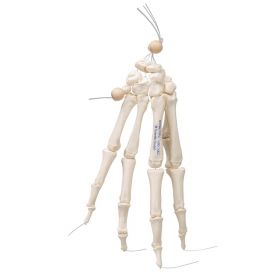 Loose Hand Skeleton Model on Elastic  [Pack of 1]