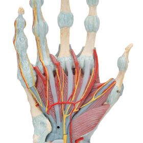  Hand Skeleton Model with Ligaments and Muscles (4 part) [Pack of 1]