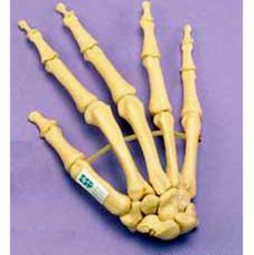 Articulated Hand Model [Pack of 1]