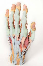 Hand 3D Printed Anatomy Model [Pack of 1]