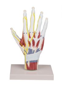 Hand Model with Muscles, Ligaments and Nerves [Pack of 1]