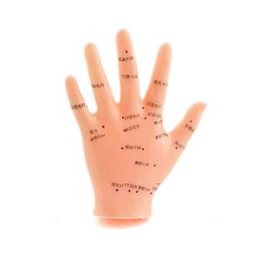 Hand Acupuncture Model [Pack of 1]