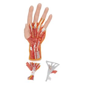 Internal Hand Structure Model (3 part) [Pack of 1]